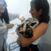 Marília terá vacinação antirrábica neste sábado na zona Oeste